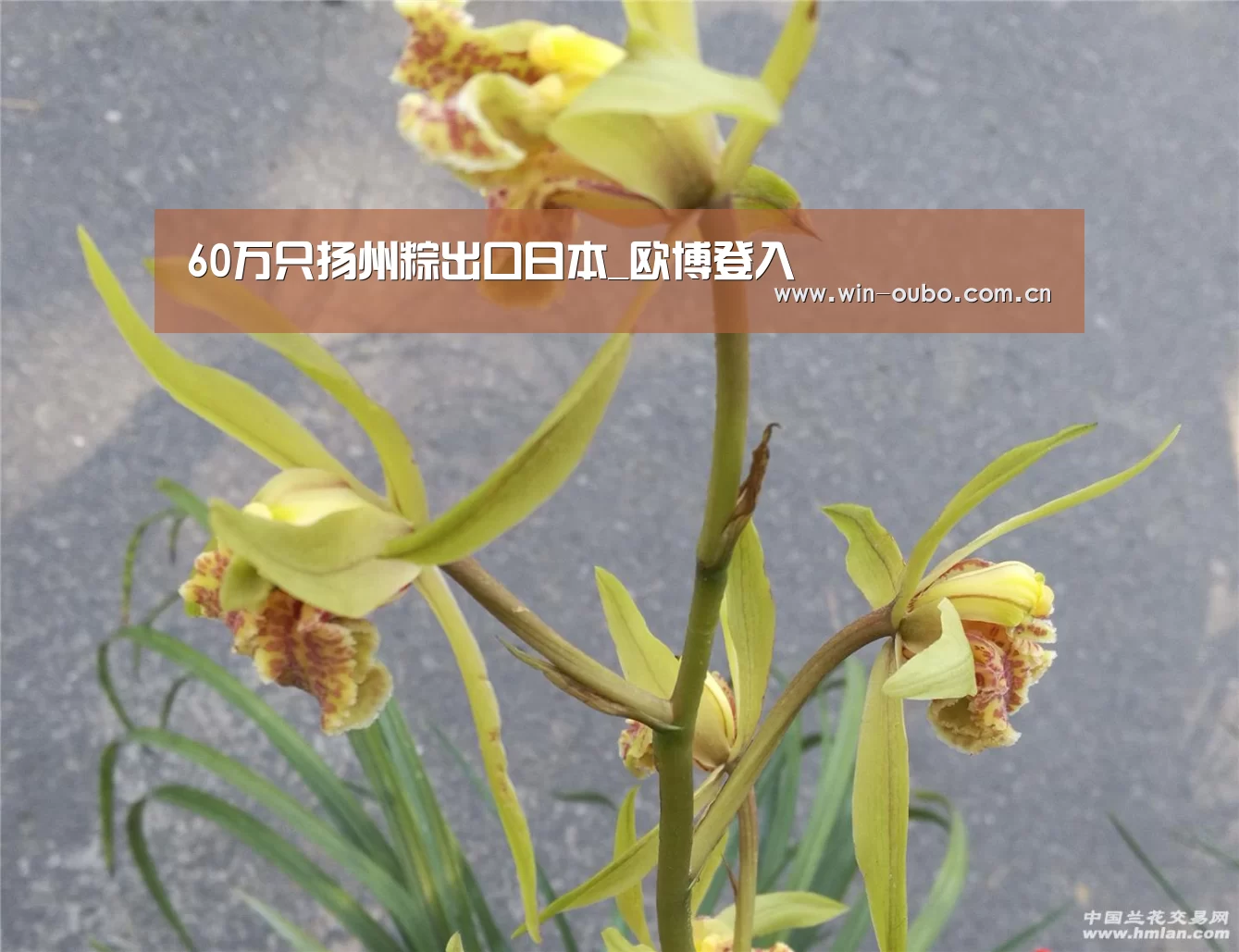 60万只扬州粽出口日本_欧博登入(图2) 欧博官网登录